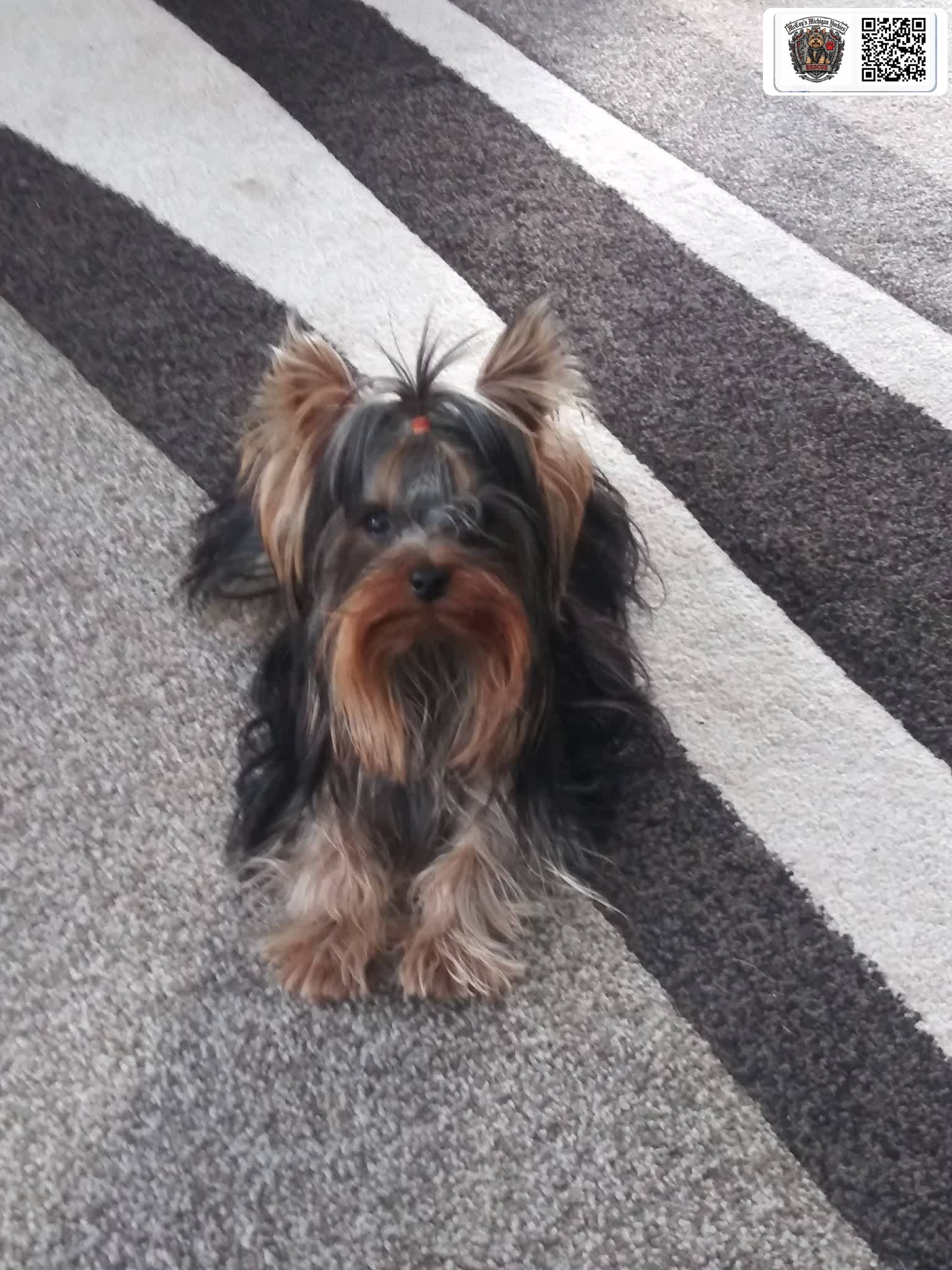 Yorkshire Terrier with a neat topknot sitting attentively on a striped rug