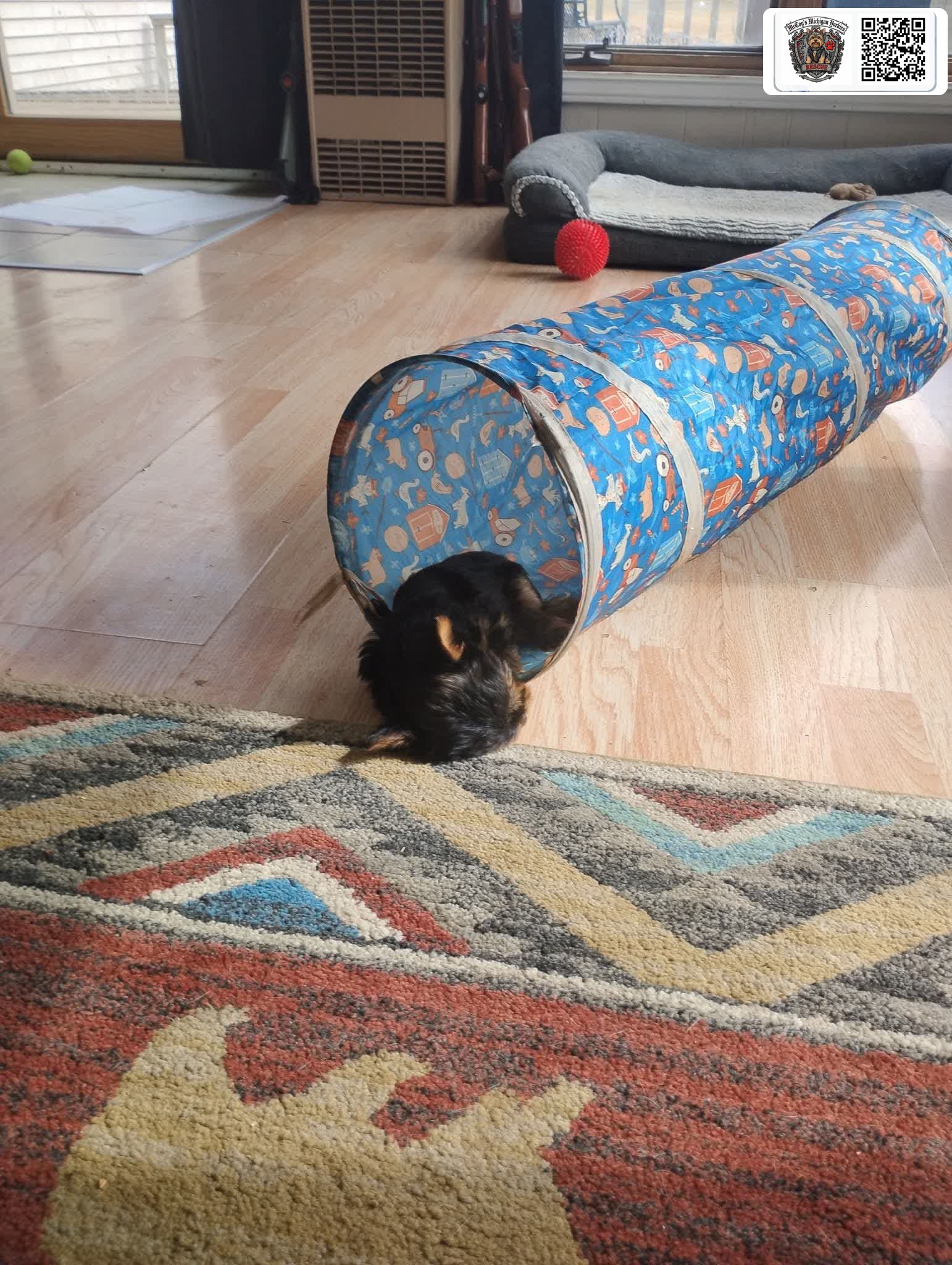 A tiny black and tan Yorkshire Terrier puppy halfway through a blue play tunnel