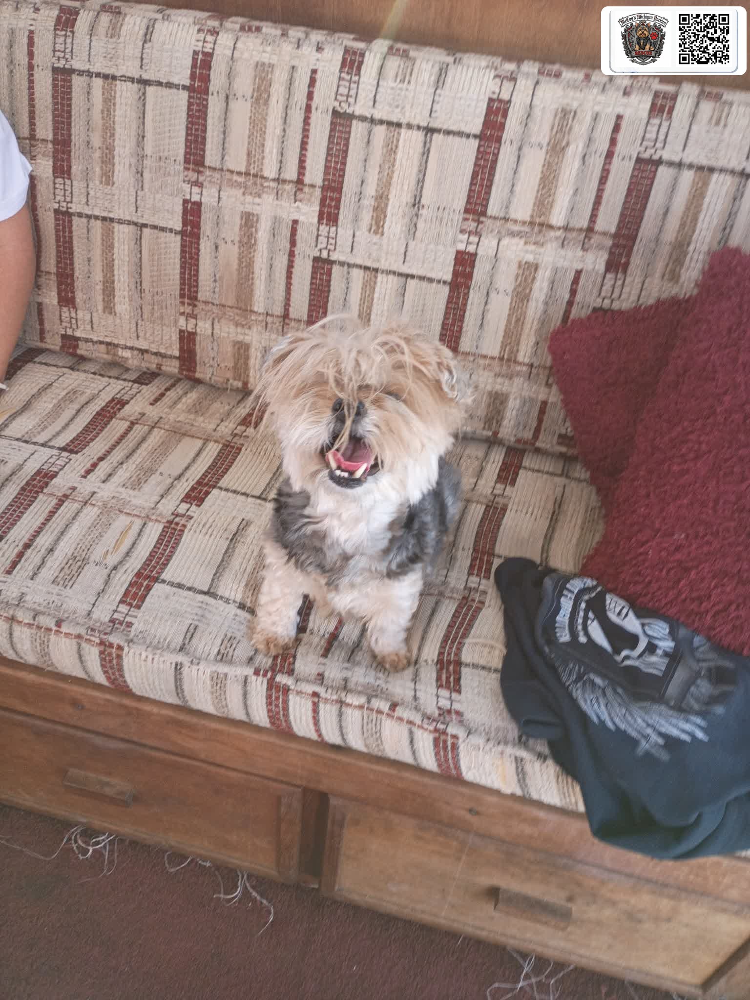 Gracie Mae, a happy senior Yorkie Poo, sitting on the couch with her tongue out