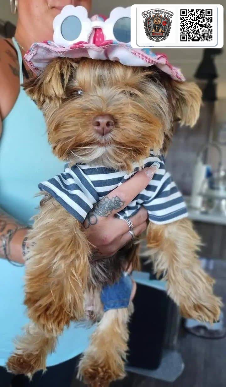 A Yorkshire Terrier dressed in a striped shirt, sun hat, and flower sunglasses