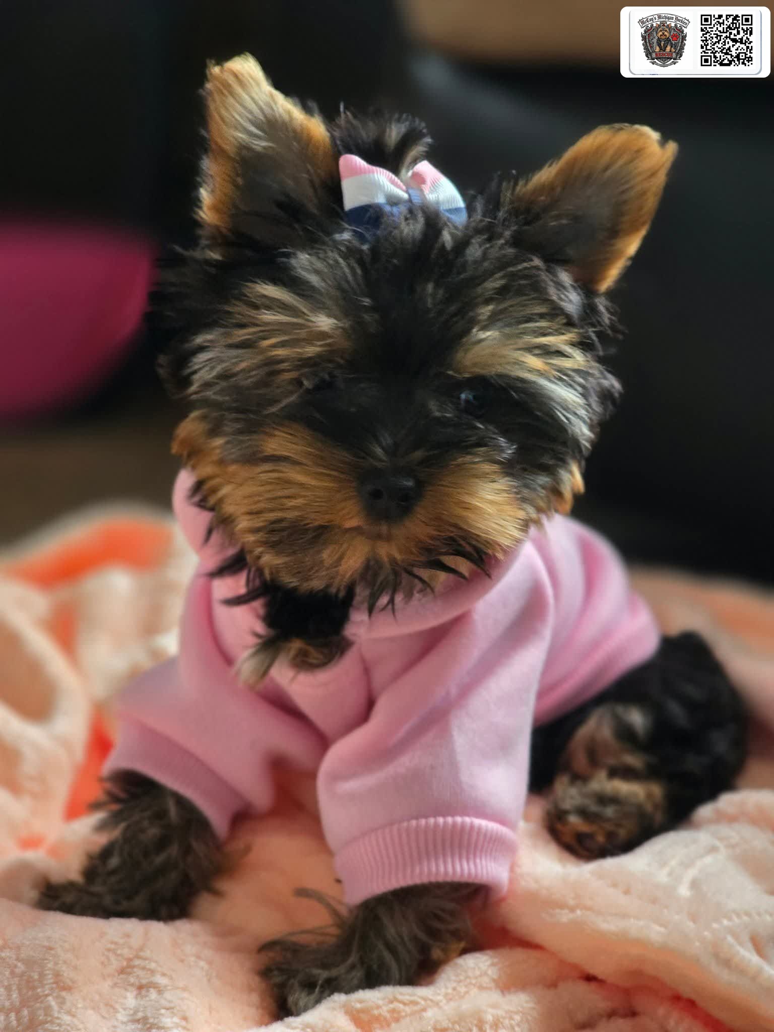 A tiny Saylor Rayne and Lennon puppy in a pink hoodie with a bow