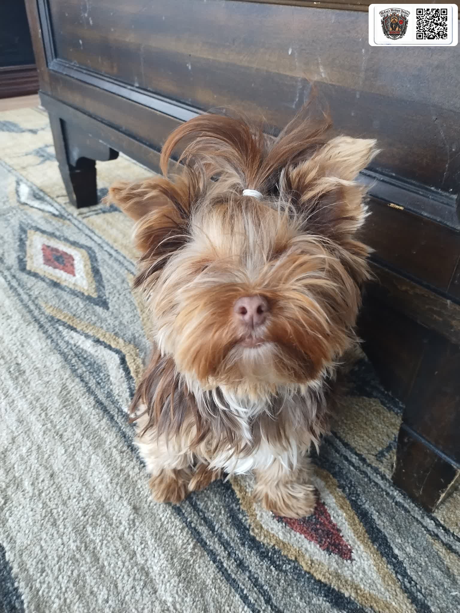 Saylor Rayne, a chocolate Yorkshire Terrier, wearing a white-band topknot