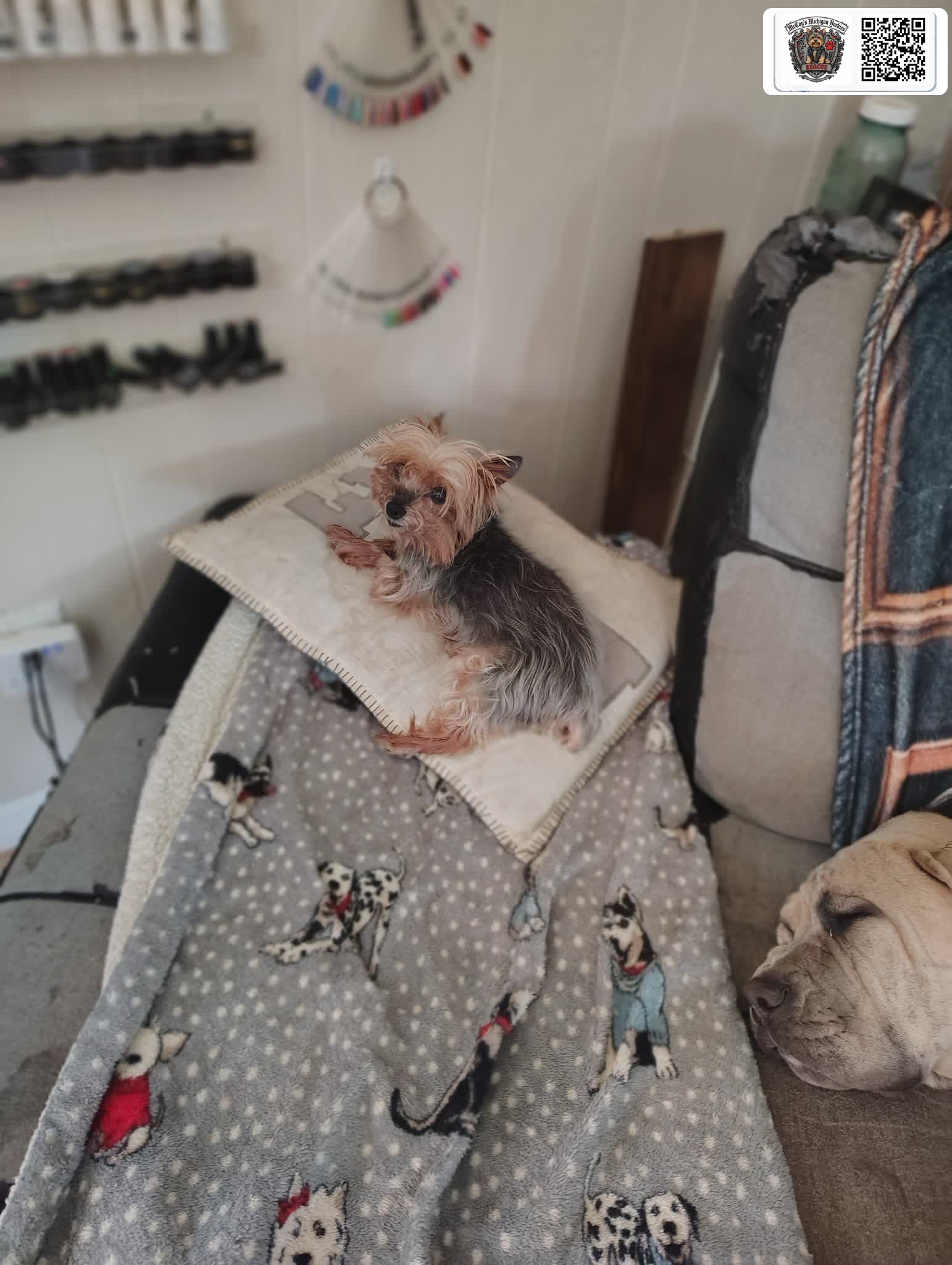 Sawyer, a senior silver and tan Yorkshire Terrier, resting comfortably on a pillow