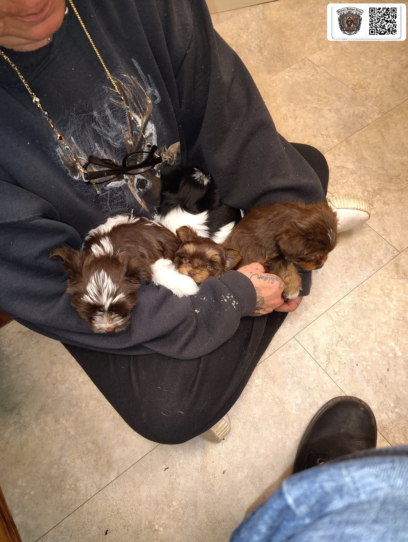 Crystal holding an armful of four sleeping chocolate and parti puppies from Gemma and Waylon Coal