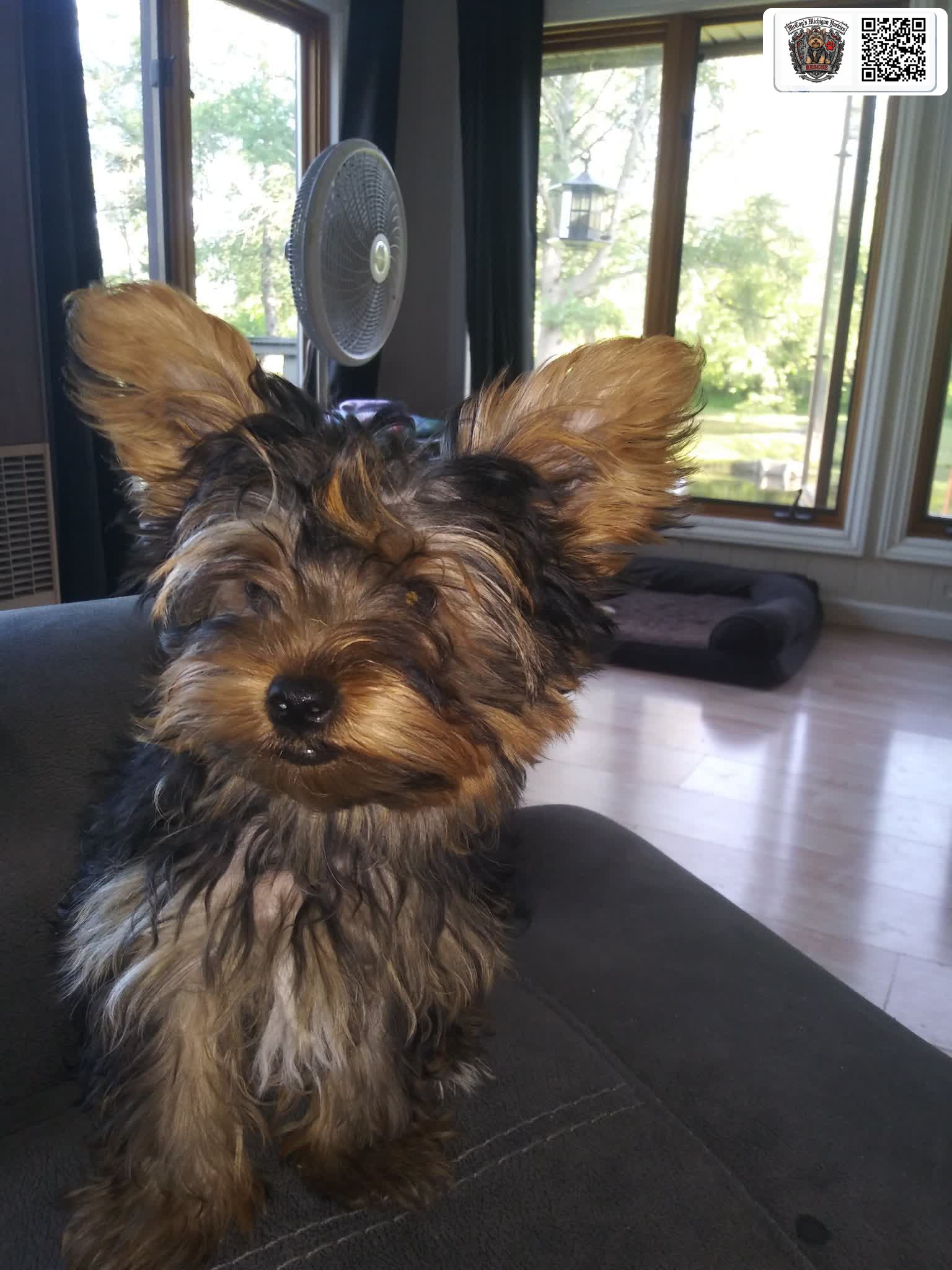 A Yorkshire Terrier puppy with big upright ears sitting on a dark couch