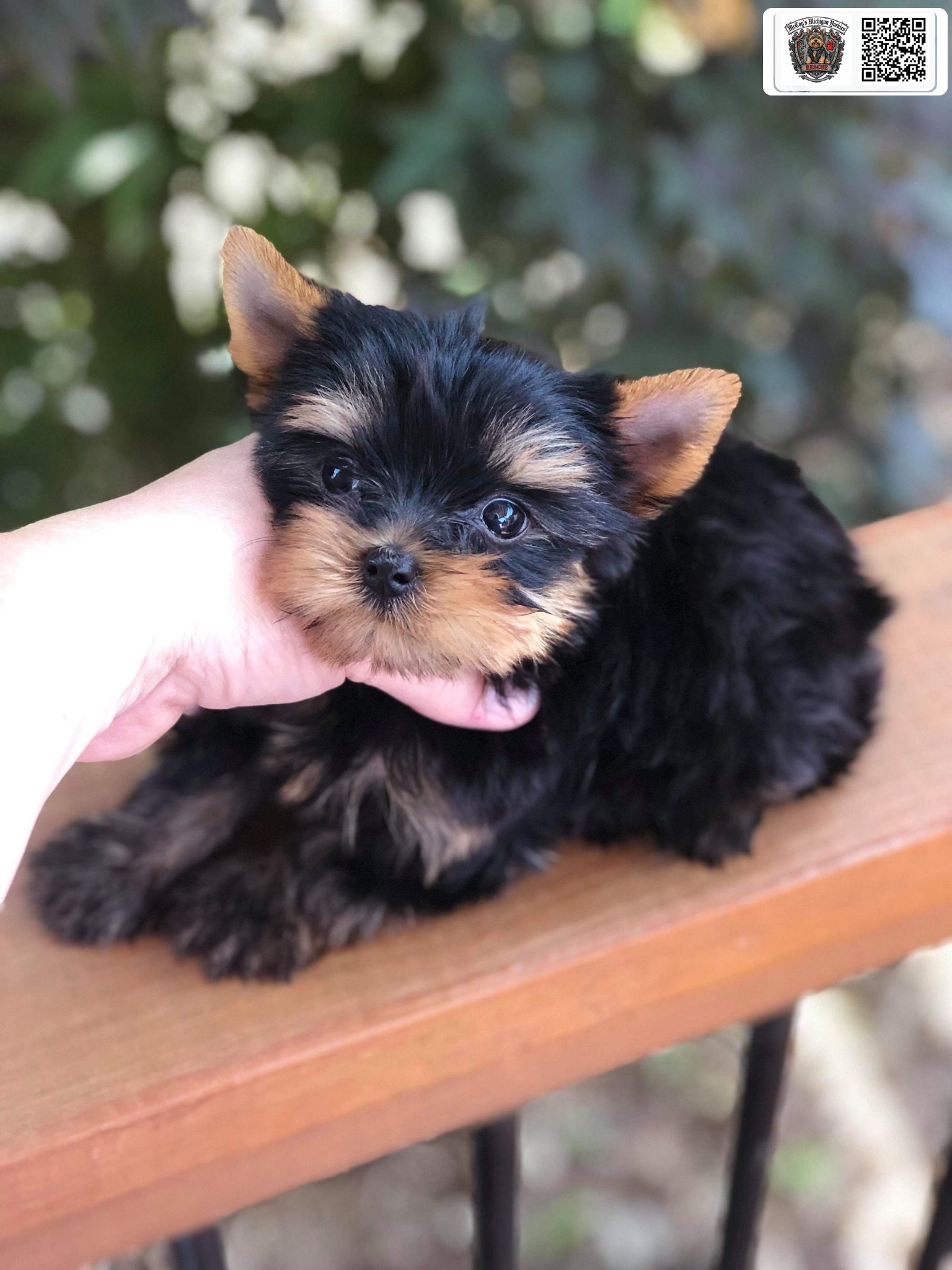 A tiny black and tan Yorkshire Terrier puppy gently supported by a hand outdoors