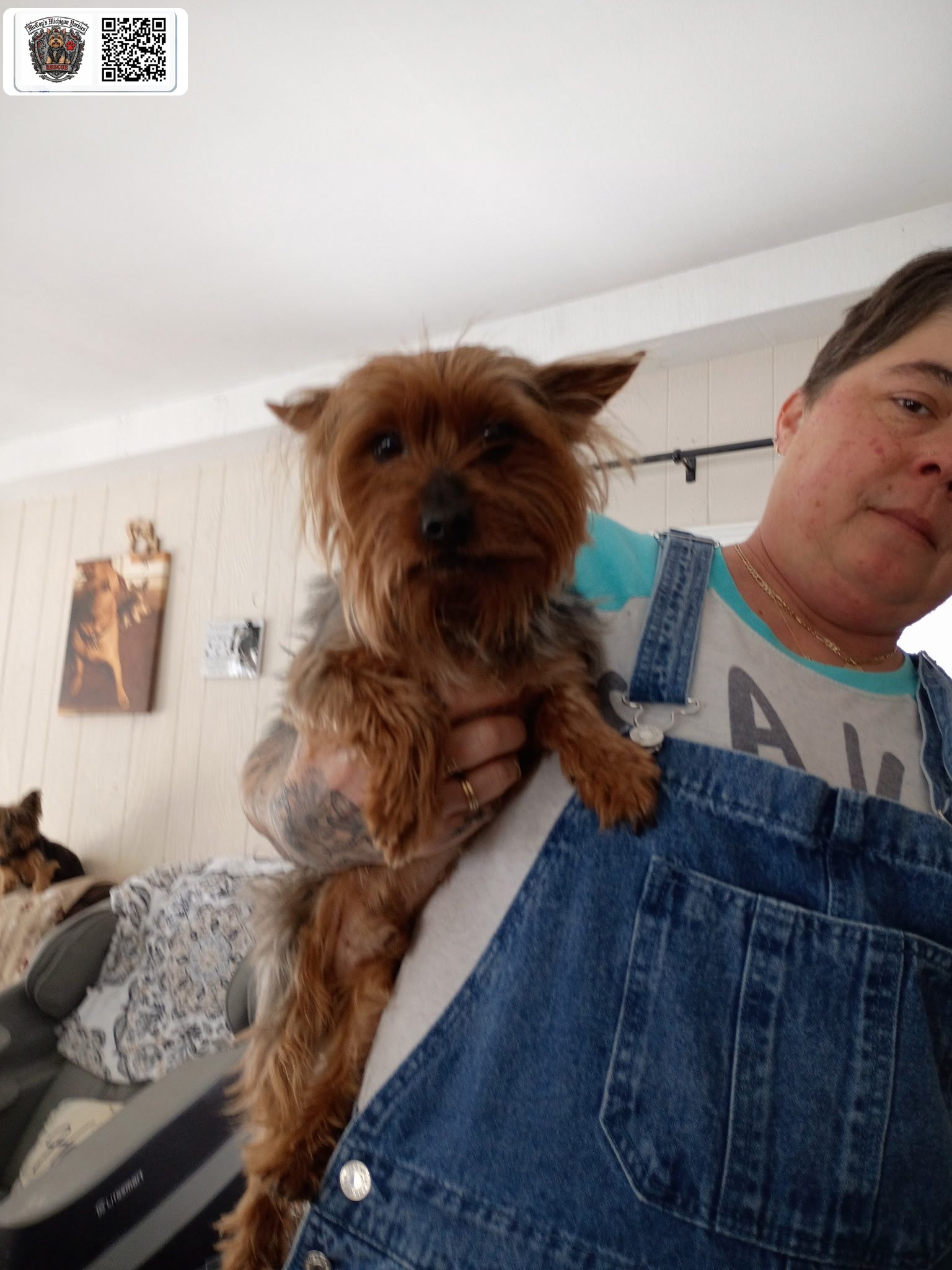 Nico, a reddish-brown Yorkshire Terrier, facing the camera while Crystal holds him
