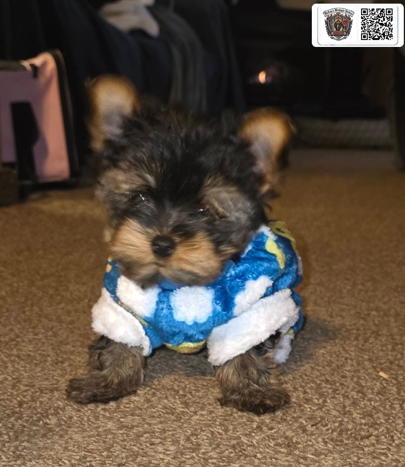 A tiny Saylor Rayne and Lennon puppy in a blue-and-white fluffy outfit