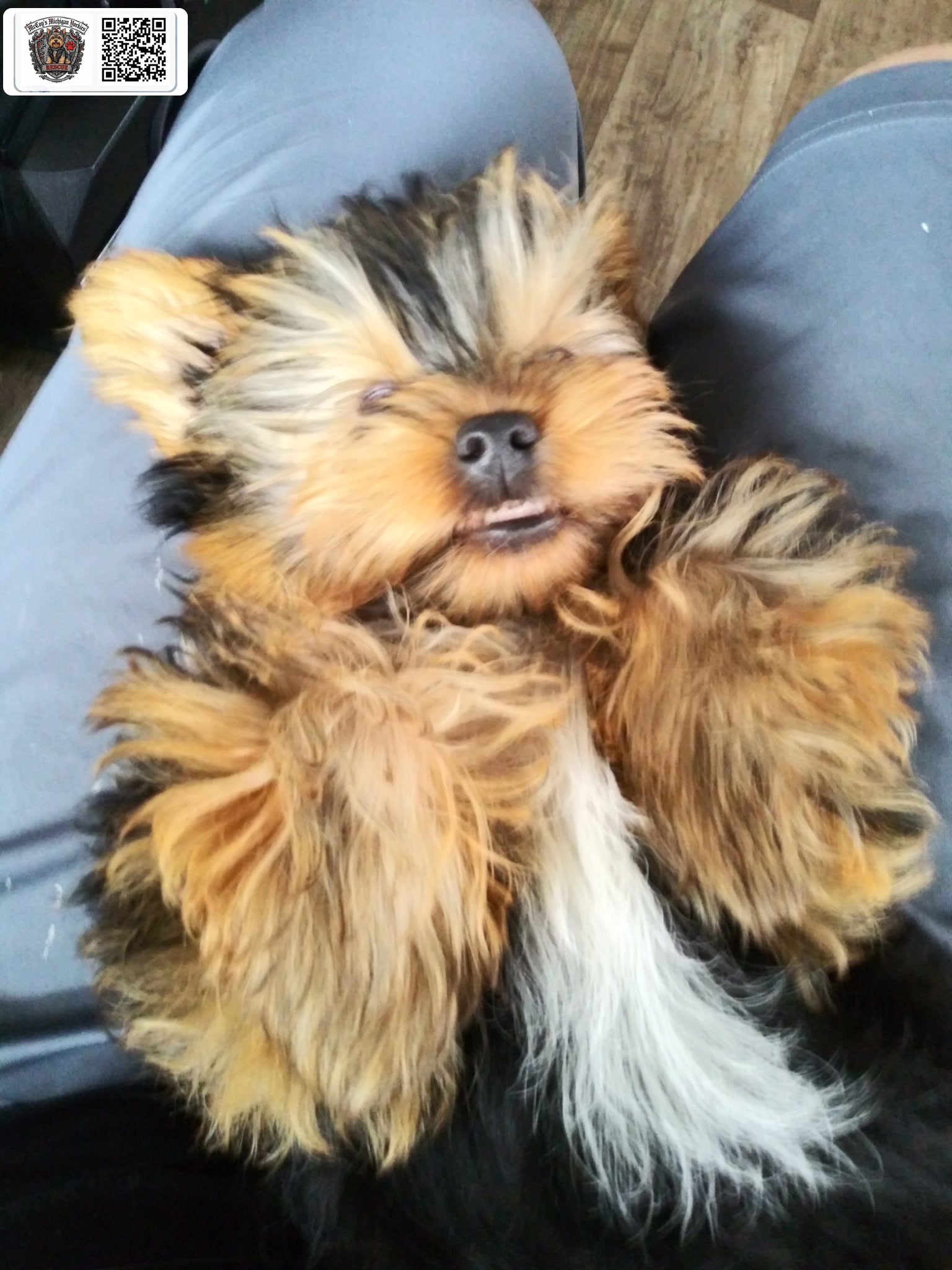 A relaxed Yorkshire Terrier smiling sleepily while resting on a person's lap