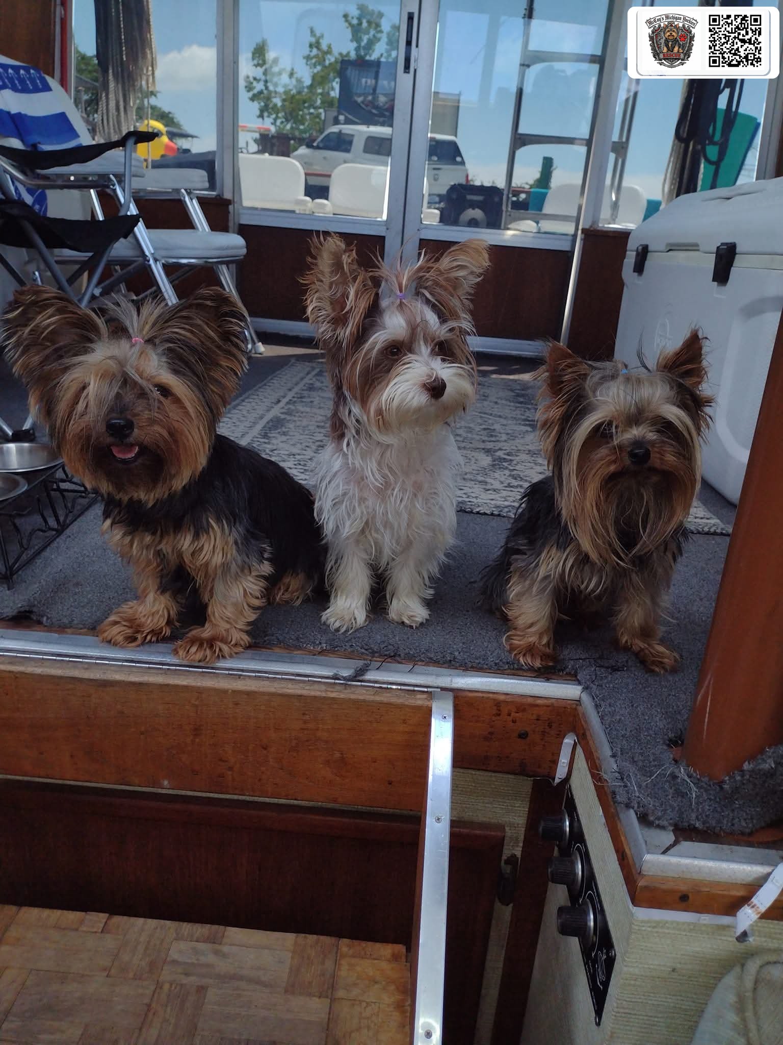 Three Yorkshire Terriers with topknot bows sitting together inside the cabin of the restored Marinette boat