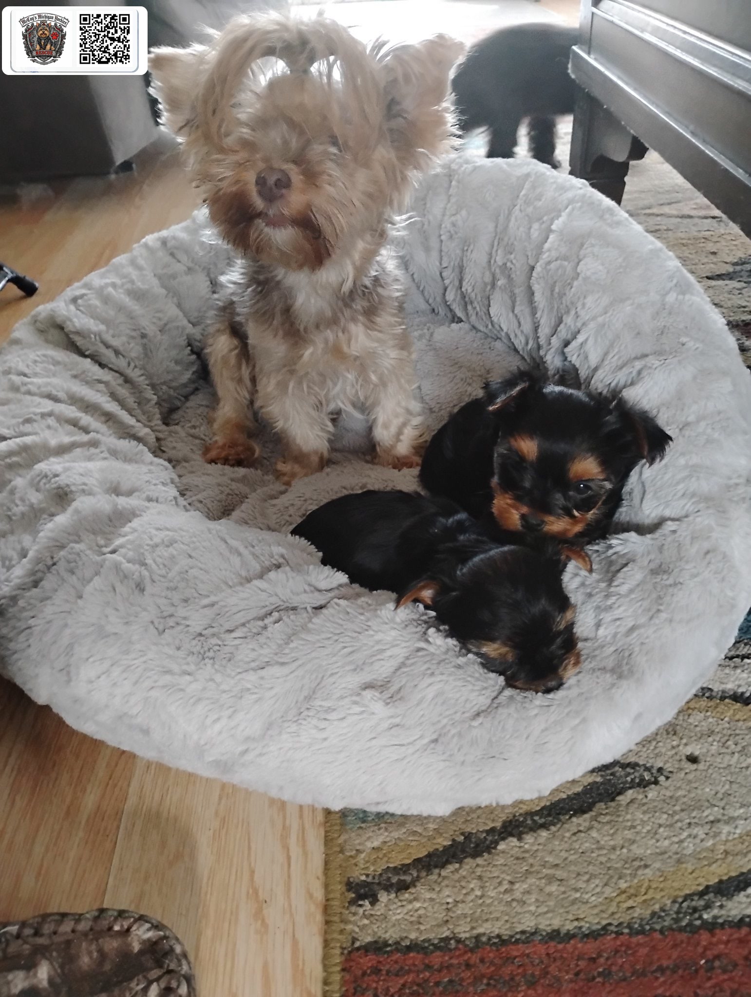 An adult Yorkie sitting beside two tiny puppies in a fluffy gray dog bed