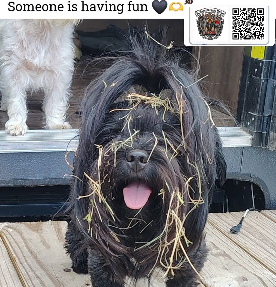 Waylon Coal, a black-and-white tuxedo Yorkshire Terrier, standing on a deck with straw on his face