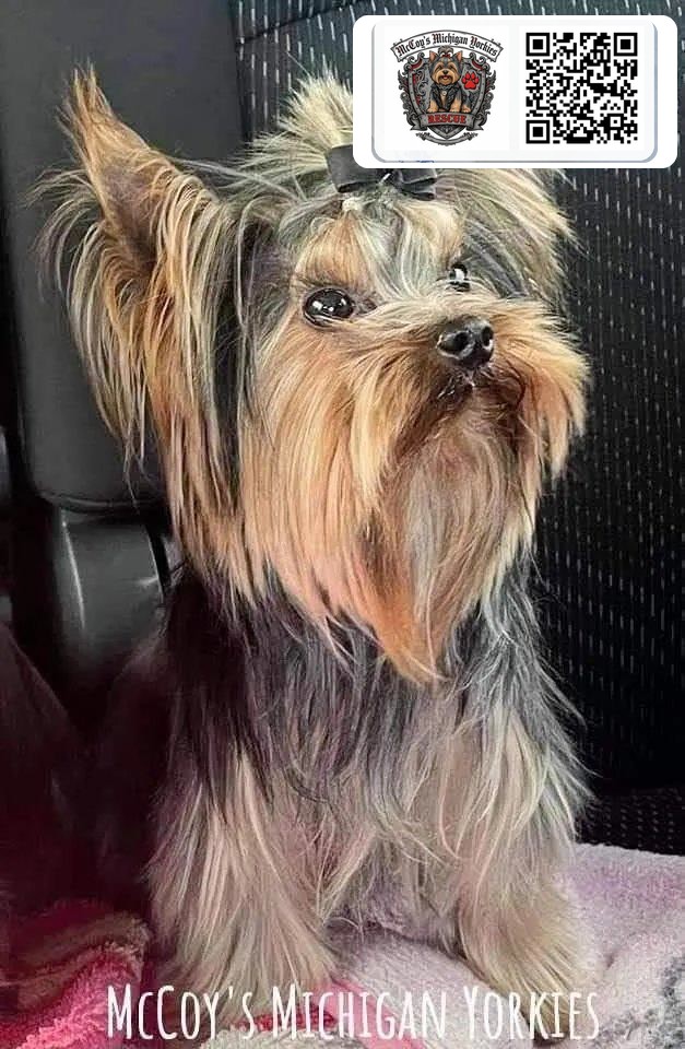 A long-haired Yorkshire Terrier wearing a neat black topknot bow