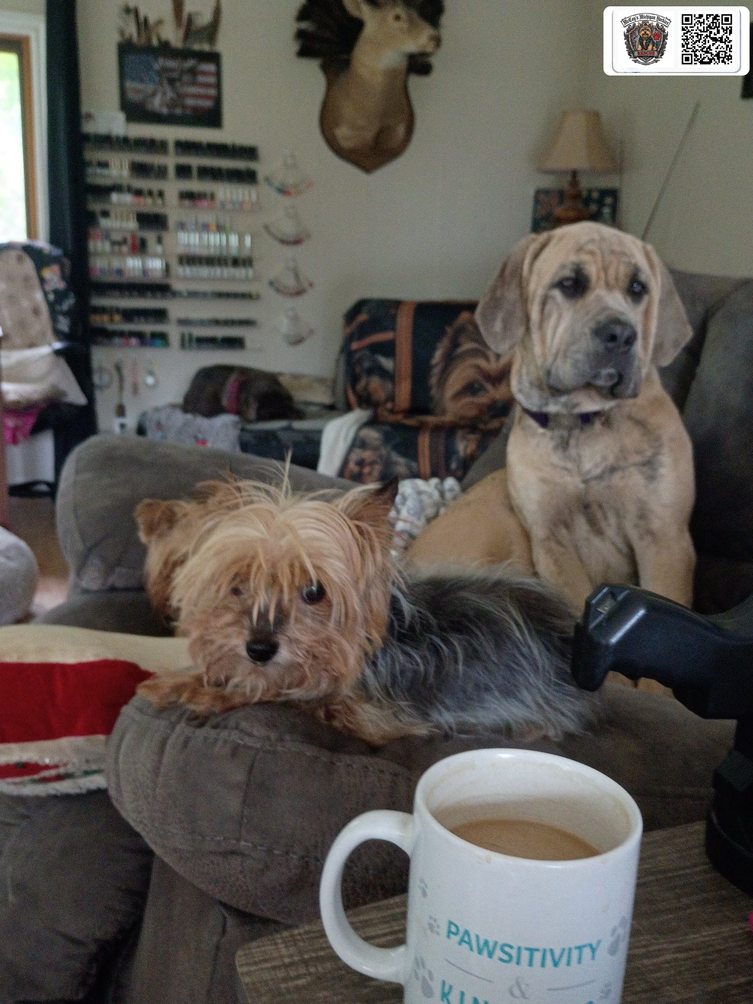 A Yorkie and a large tan dog relaxing together on the couch