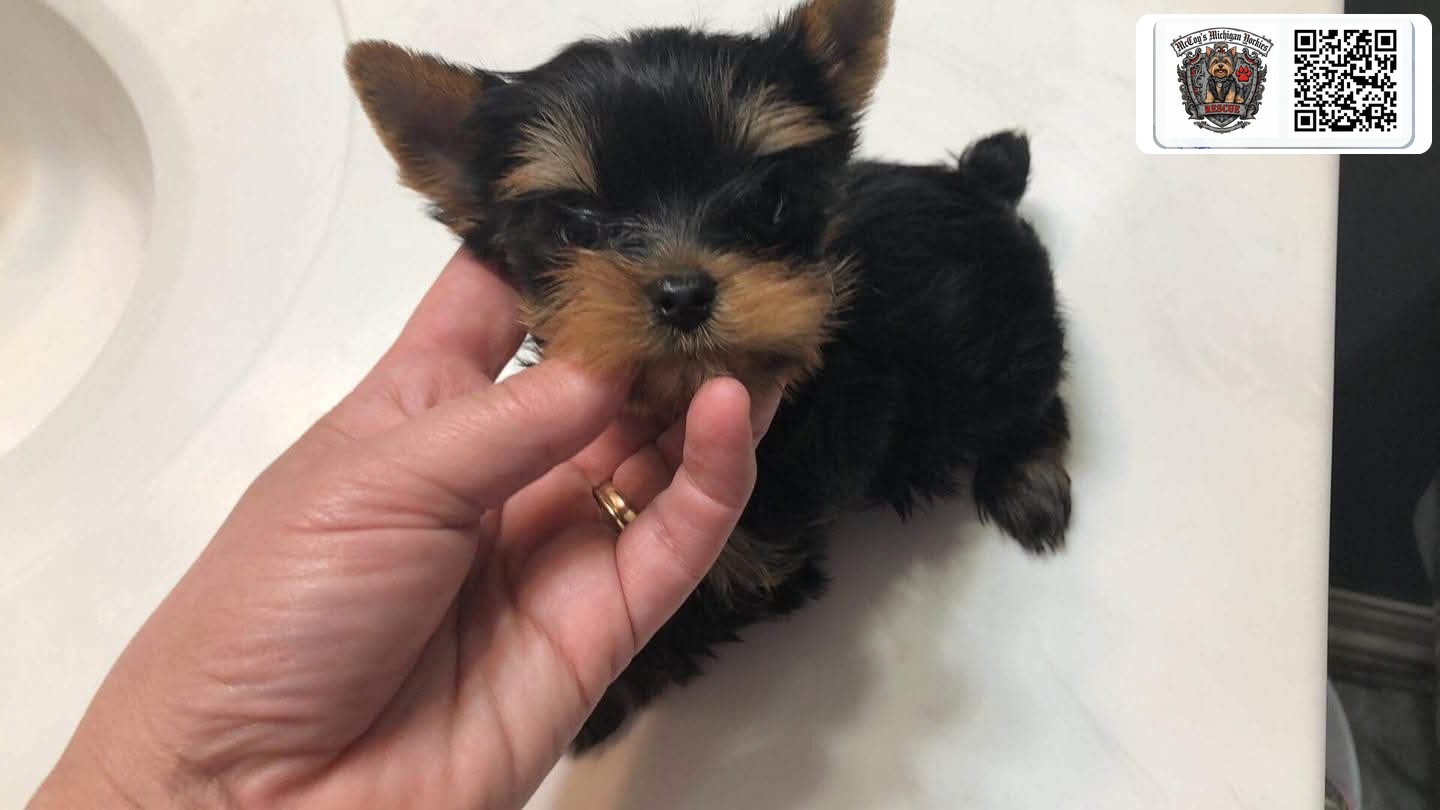 Lennon as a tiny black and tan Yorkshire Terrier puppy, gently held in a hand