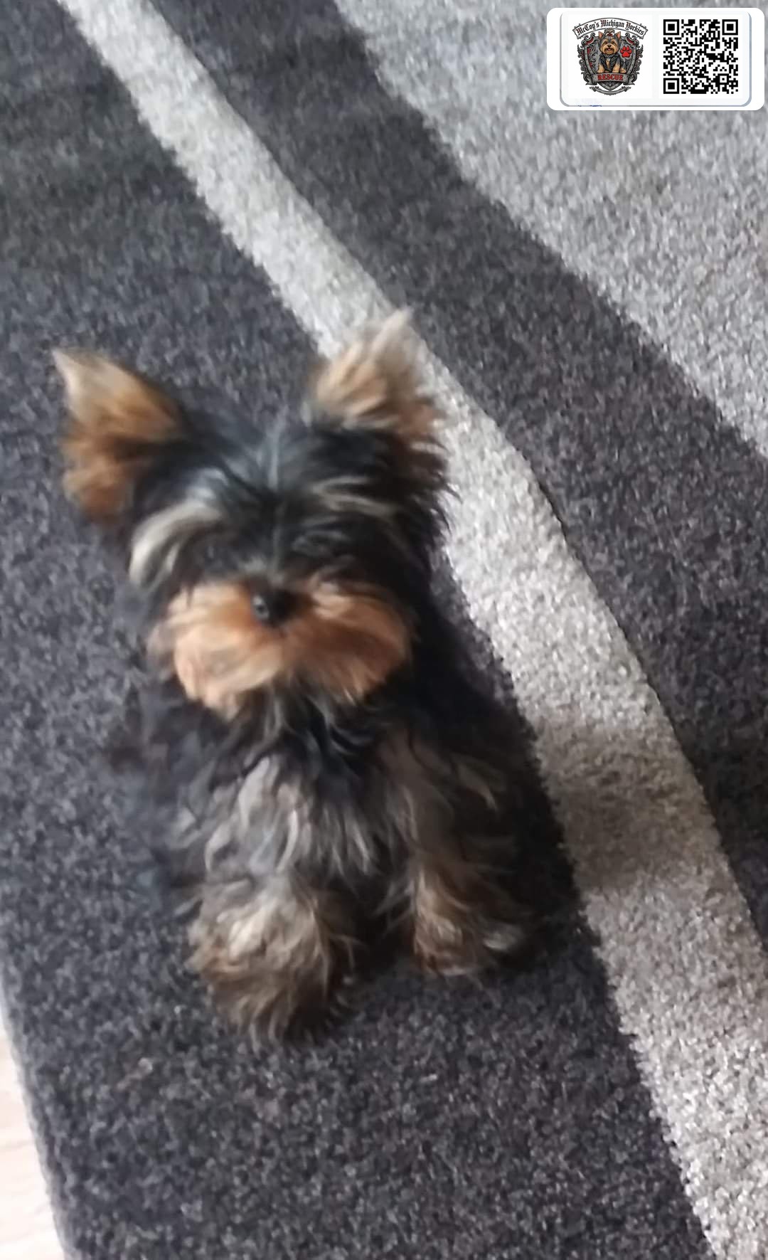 Tiny Yorkshire Terrier puppy looking up from a striped rug