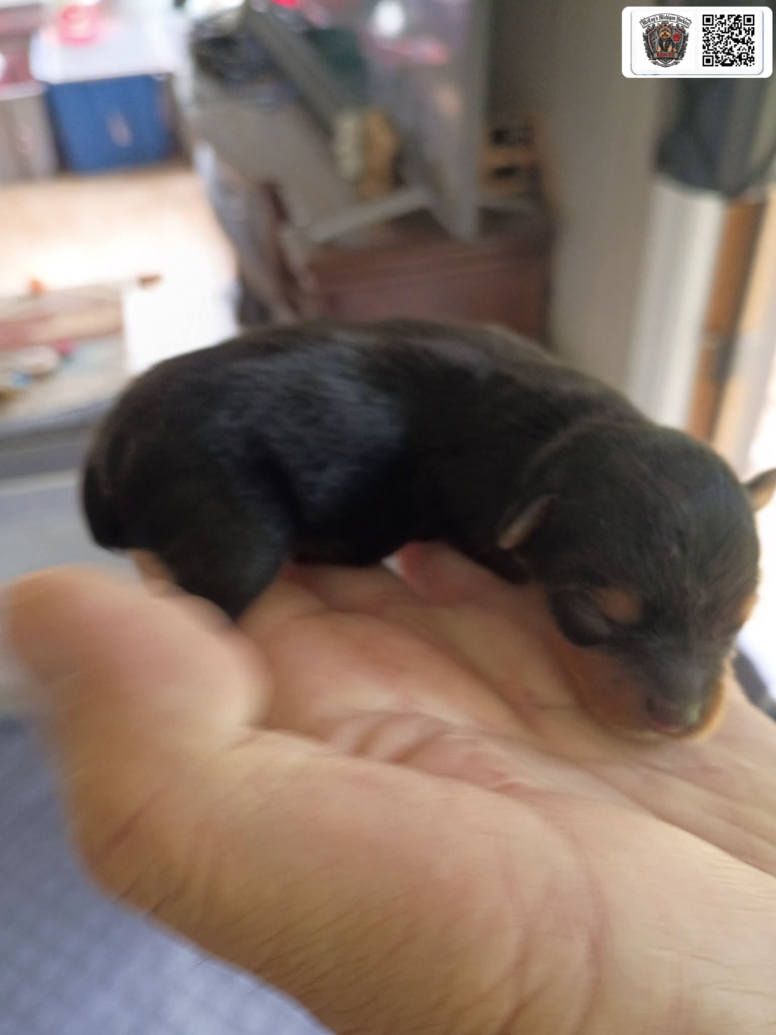 A newborn black Yorkshire Terrier puppy sleeping safely in an open hand