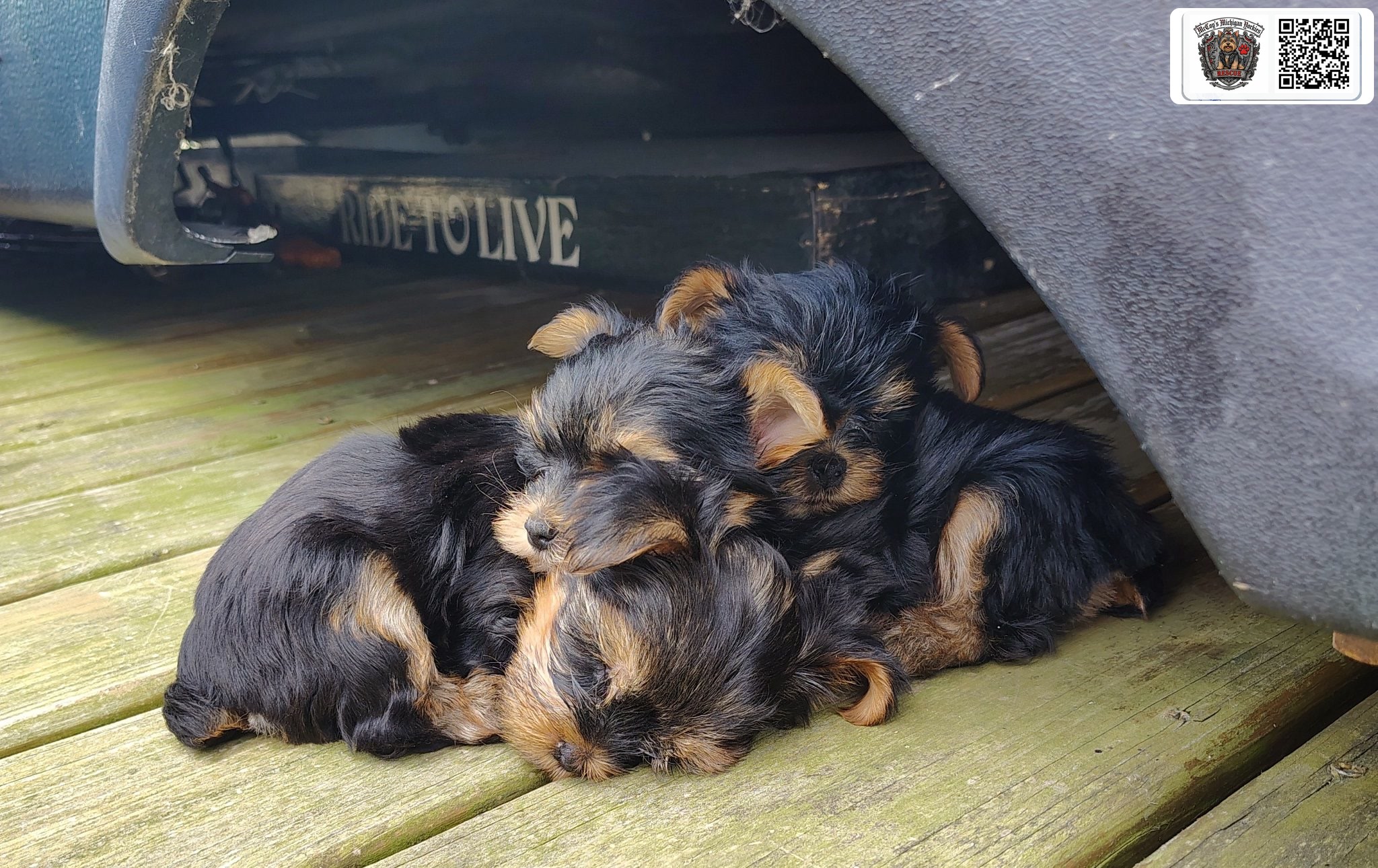 Three Yorkshire Terrier puppies cuddled together asleep on a wooden deck