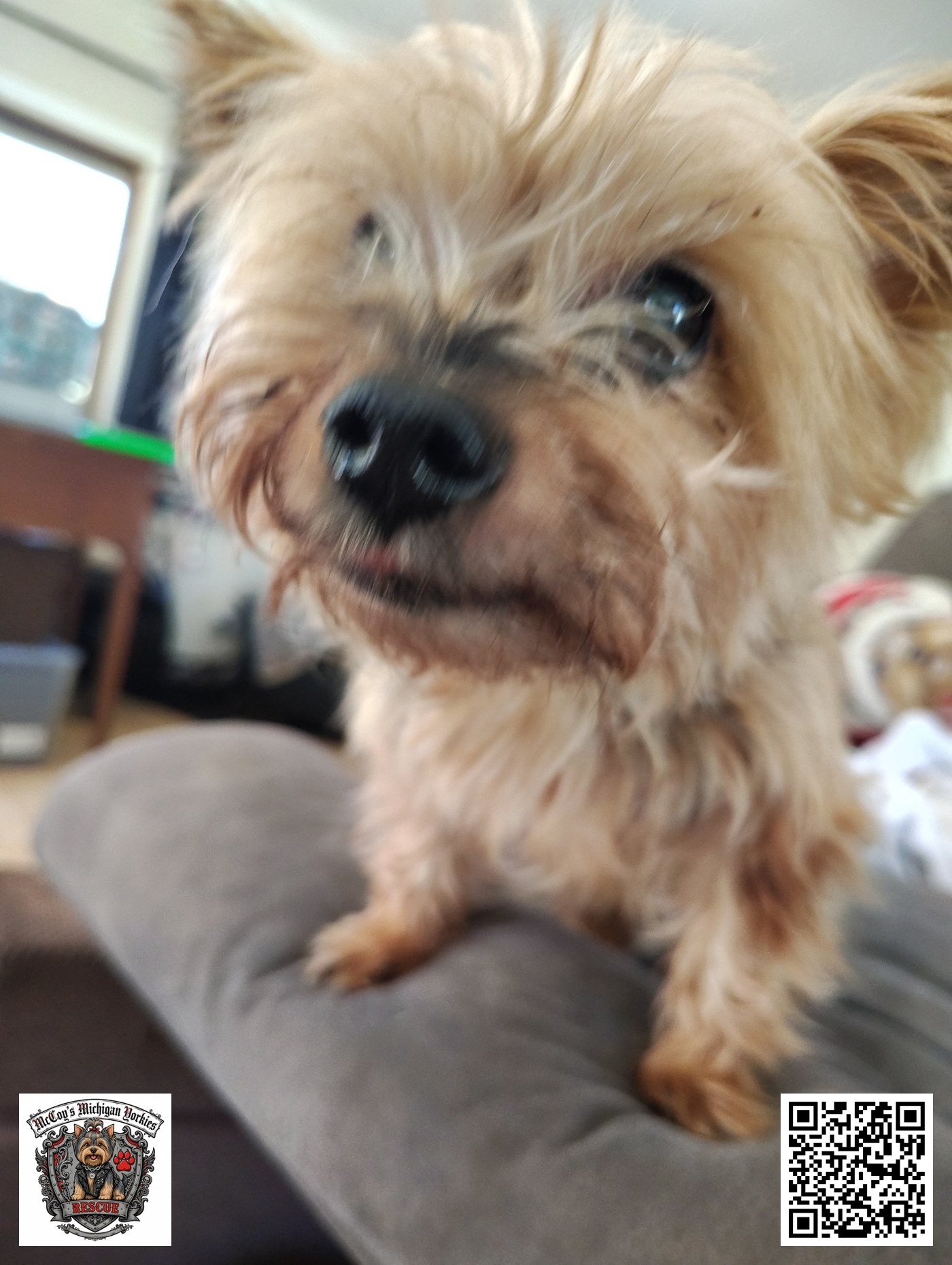 Pepper, a golden tan senior Yorkie